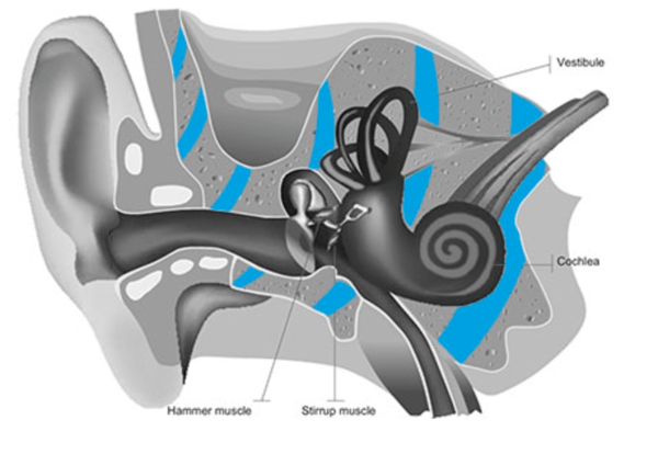 Bone Conduction